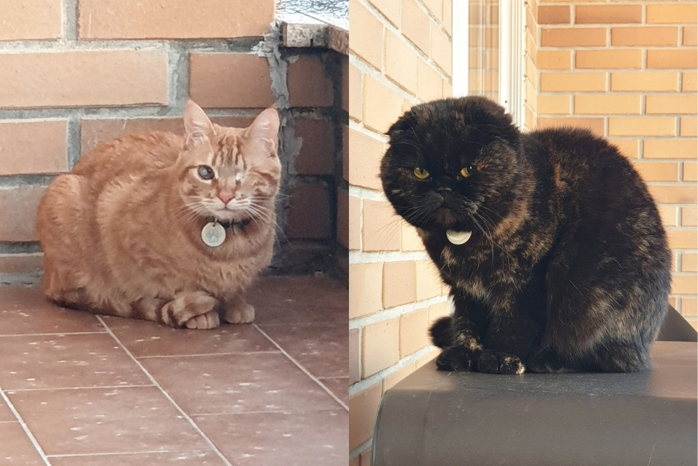 Freddy e Totó